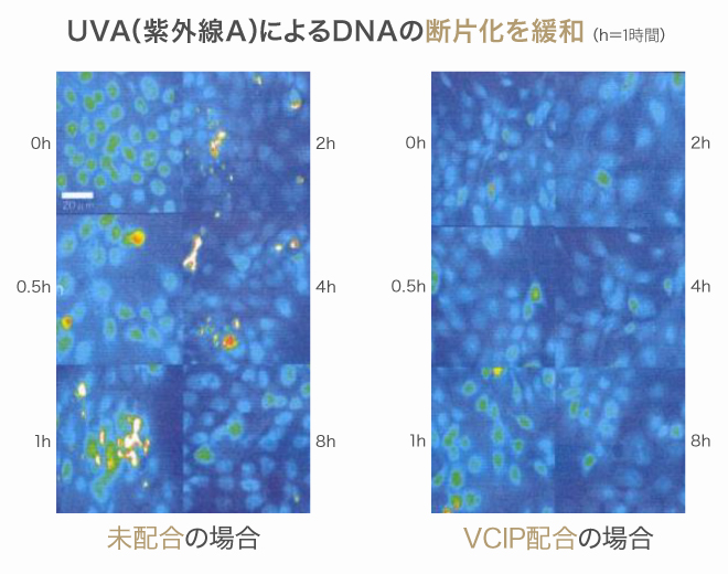 UVA（紫外線A）によるDNAの断片化を緩和（h＝1時間）